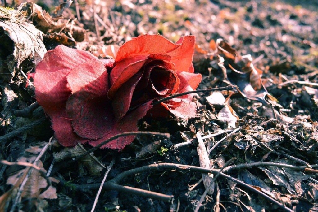 The Trodden Rose of the Befriended (poem)